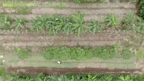 Beautiful drone aerial view of agroforestry in the Atlantic Rain Forest Stock Footage