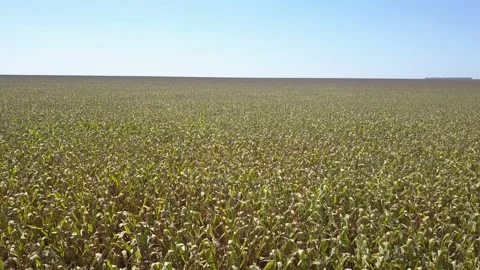 Beautiful drone aerial view of corn field and forest trees on farm in the amazon Stock Footage 154471361