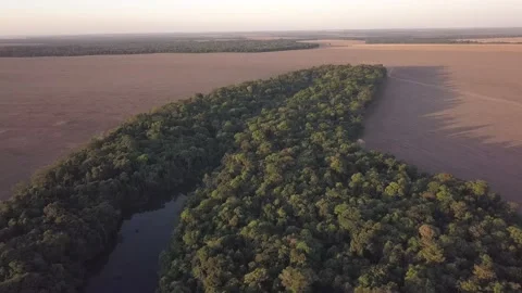 Beautiful drone aerial view of forest trees and river surrounded by agriculture  Stock Footage 232703776