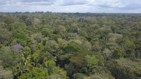 Beautiful drone aerial view of tree tops in the Amazon Rainforest, Brazil. Stock Footage 128001487