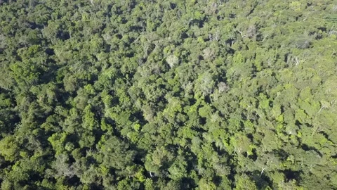 Beautiful drone aerial view of tree tops of brazilian amazon rainforest. 4K Stock Footage 149323793