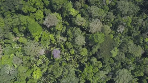 Beautiful drone aerial view of tree tops of amazon rainforest,Brazil. 4K  Stock Footage 154471170