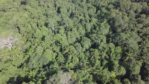 Beautiful drone aerial view of trees top amazon rainforest landscape. Ecology 4K Stock Footage 147339128