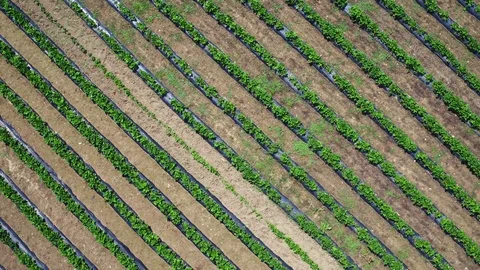 Beautiful drone camera flies and rotates over rows of strawberries on plantation Stock Footage 89885097