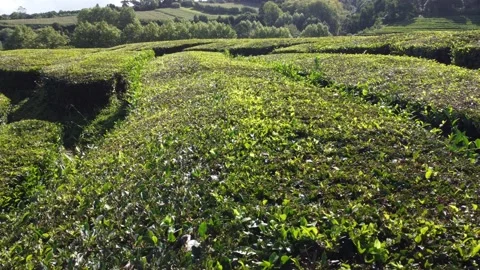 Beautiful drone flight over a tea plantation on Azores Island Stock Footage 229851681