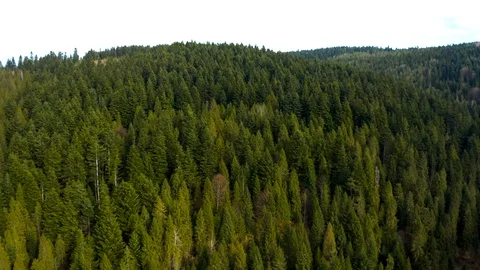 Beautiful drone flights over forests with beautiful views of mountains and fores Stock Footage 127085806