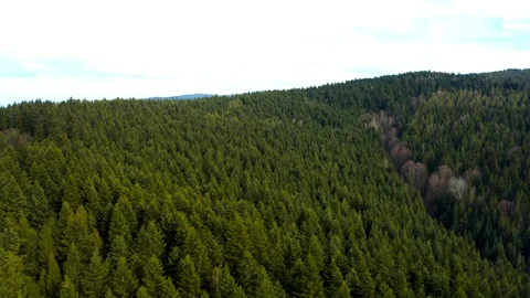 Beautiful drone flights over forests with beautiful views of mountains and fores Stock Footage 127085845