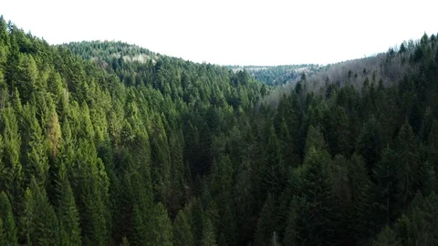 Beautiful drone flights over forests with beautiful views of mountains and fores Stock Footage 127085990