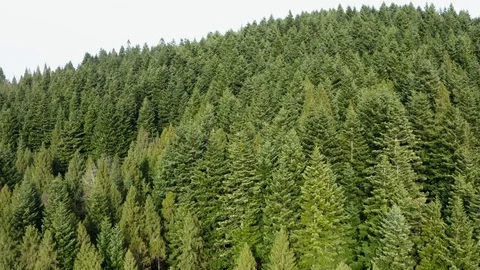 Beautiful drone flights over forests with beautiful views of mountains and fores Stock Footage 127086016