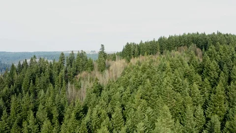 Beautiful drone flights over forests with beautiful views of mountains and fores Stock Footage 127086030