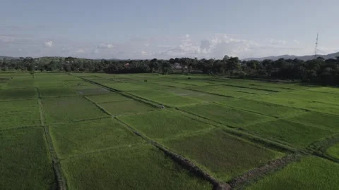 Beautiful drone flying over rice fields in Africa Stock Footage 312636174