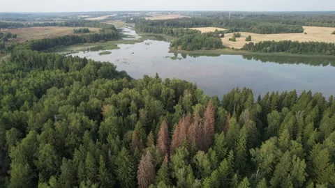 Beautiful drone footage of pine forest and a lake in distance Video stock 285500344