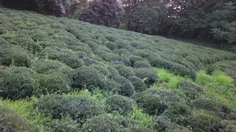 Beautiful Drone Shoot Above The Forest and sunset Stock Footage 78729975
