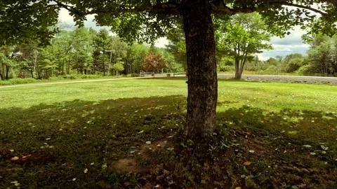 Beautiful Drone Shot Under Crab Apple Tree With Excellent Shade Video stock 205087973