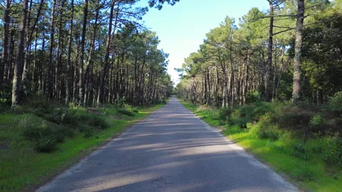 Beautiful drone view on the road in the pine forest. A scenic forest road Stock Footage 305452329