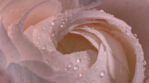 Beautiful drops of dew on the petals of a light pink flower Vídeo Stock 303176504