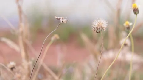 Beautiful dry flower with blur background Stock Footage 170643799