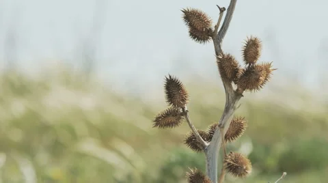 A beautiful dry plant. Grass on the wind Stock Footage 67997300