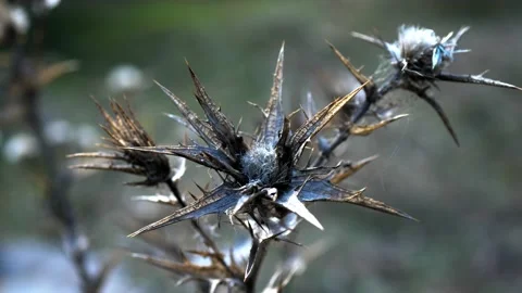 Beautiful dry, prickly branches. Macro photography Stock Footage 224562799