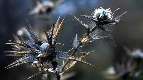 Beautiful dry, prickly branches. Macro photography Stock Photos