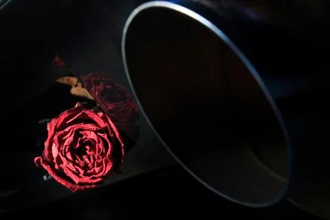 Beautiful dry red rose on back diffuser sport ca Stock Photos