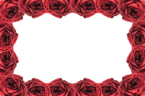 Beautiful dry red rose frame on white Stock Photos