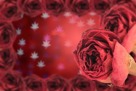 Beautiful dry red rose with frame on blur bokeh Stock Photos