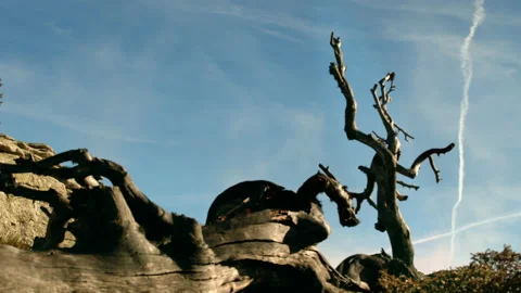 Beautiful dry tree on blue sky Stock Footage 149758535
