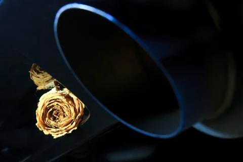Beautiful dry white rose on back diffuser sport car Stock Photos