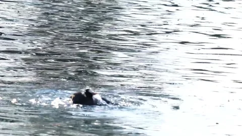 Beautiful duck bathing in the lake, Bucharest Romania Stock Footage 143917985