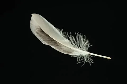 Beautiful duck Bird feather pattern for design texture. Isolated on Black Bac Stock Photos