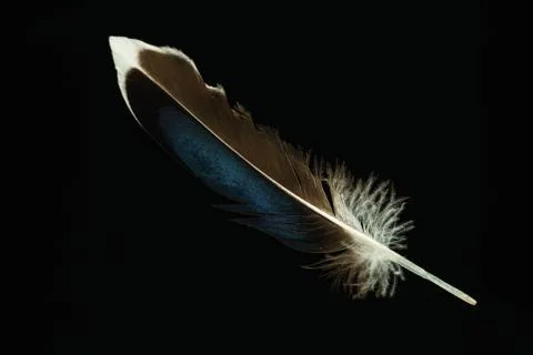Beautiful duck Bird feather pattern for design texture. Isolated on Black Bac Stock Photos