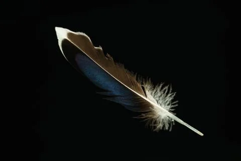 Beautiful duck Bird feather pattern for design texture. Isolated on Black Bac Stock Photos