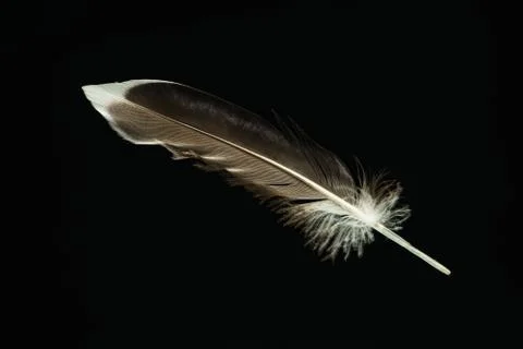 Beautiful duck Bird feather pattern for design texture. Isolated on Black Bac Stock Photos
