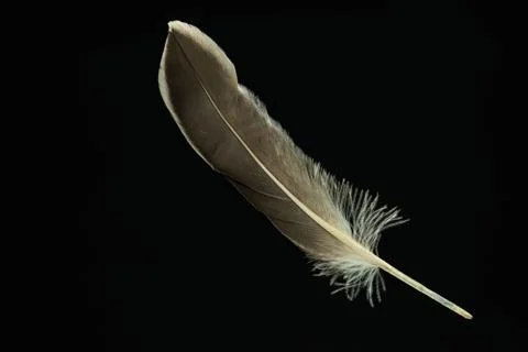 Beautiful duck Bird feather pattern for design texture. Isolated on Black Bac Stock Photos