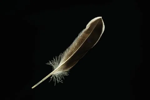 Beautiful duck Bird feather pattern for design texture. Isolated on Black Bac Stock Photos