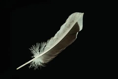 Beautiful duck Bird feather pattern for design texture. Isolated on Black Bac Stock Photos