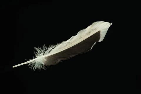 Beautiful duck Bird feather pattern for design texture. Isolated on Black Bac Stock Photos