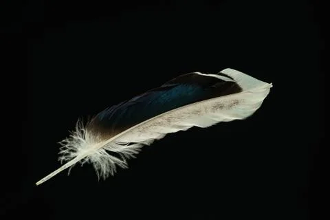 Beautiful duck Bird feather pattern for design texture. Isolated on Black Bac Stock Photos