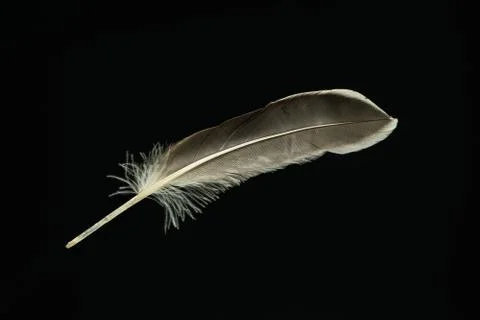 Beautiful duck Bird feather pattern for design texture. Isolated on Black Bac Stock Photos