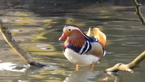 Beautiful duck Bird Video stock 270816815