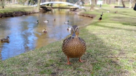 Beautiful duck in the city Park eats bread that people throw at her. Sunny Stock Footage 181059236