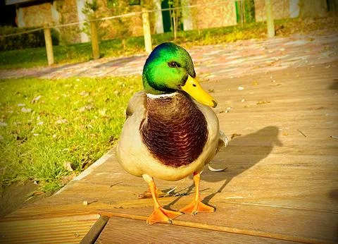 A beautiful duck up close Stock Photos