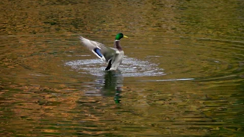 Beautiful duck flapping its wings in pond. Slow Motion Stock Footage 250415591