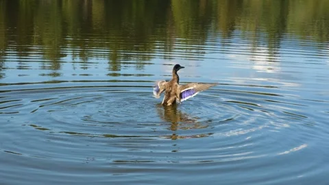 Beautiful duck flapping wings in the pond. Slow motion. Wild bird on the lake Stock Footage 252865662