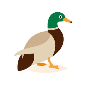 Beautiful duck in a flat style. Stock Illustration