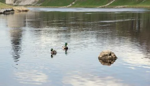 Beautiful duck floating on the surface of spring river Stock Photos