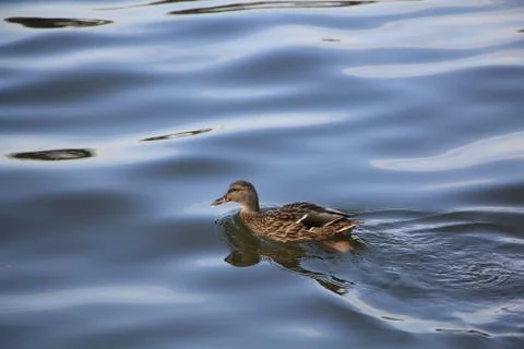 Beautiful duck floating on the waves Stock Photos