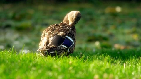 Beautiful duck on the grass close Stock Footage 125513565