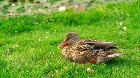  beautiful duck on the grass close up Stock Footage 125513633